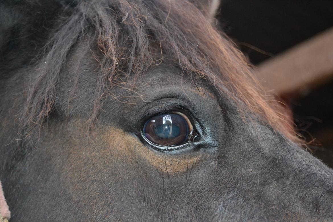 Hollandsk Sportspony Betje (Baby) - Et stolt øjeblik :-) billede 4