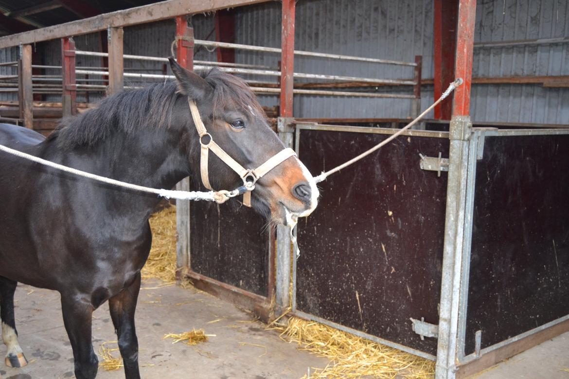 Hollandsk Sportspony Betje (Baby) - Baby elsker æbler og savler i stride strømme :-) billede 7