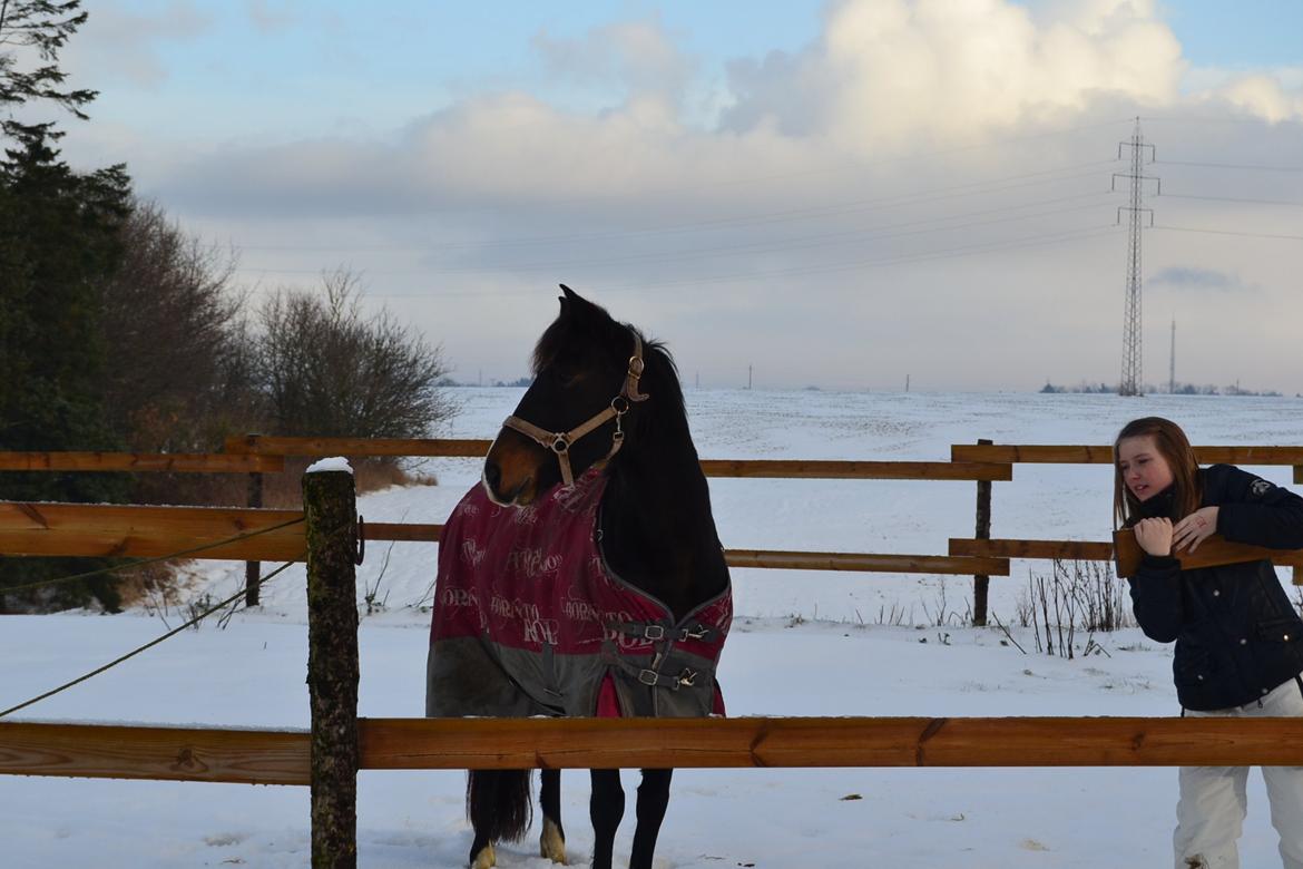 Hollandsk Sportspony Betje (Baby) - En stolt hoppe billede 9