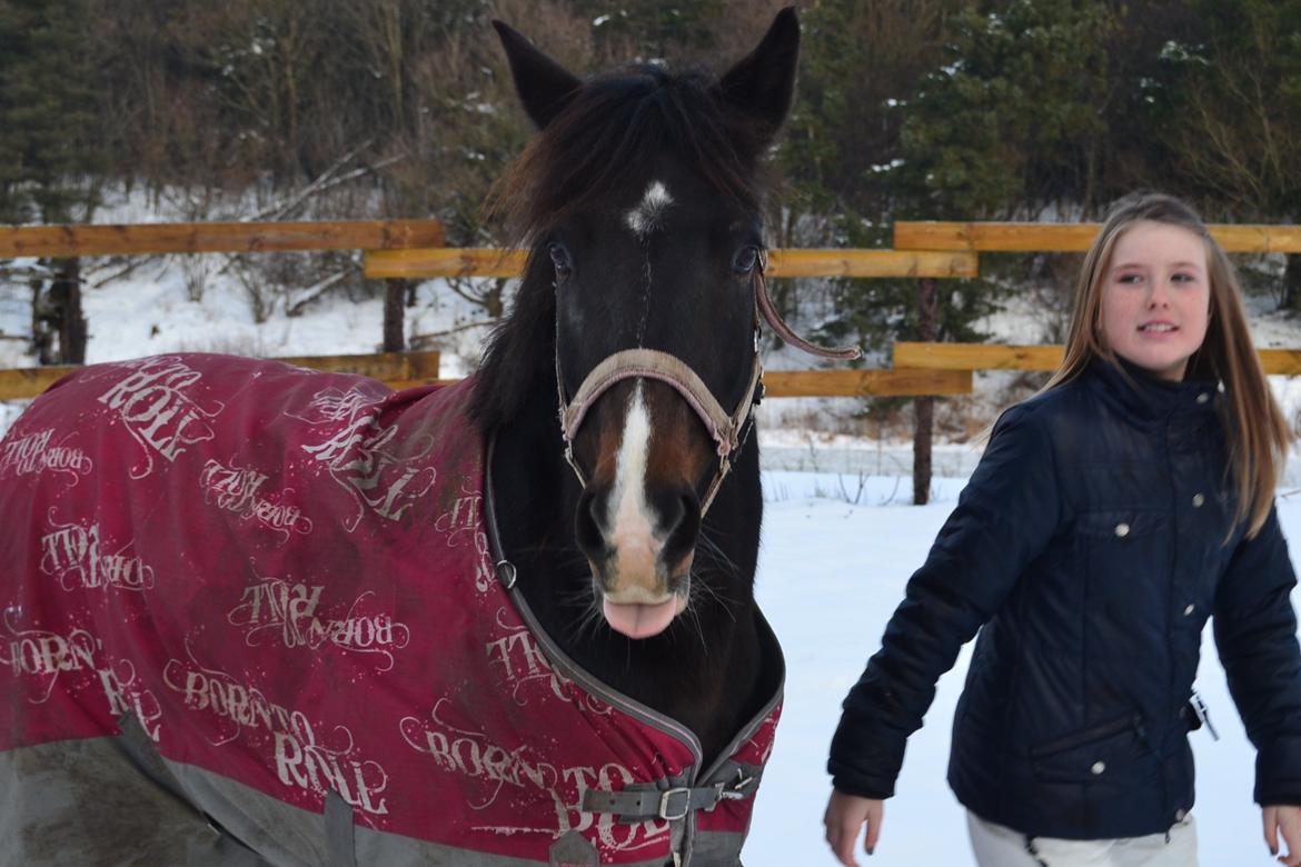 Hollandsk Sportspony Betje (Baby) - Baby og Frederikke billede 5