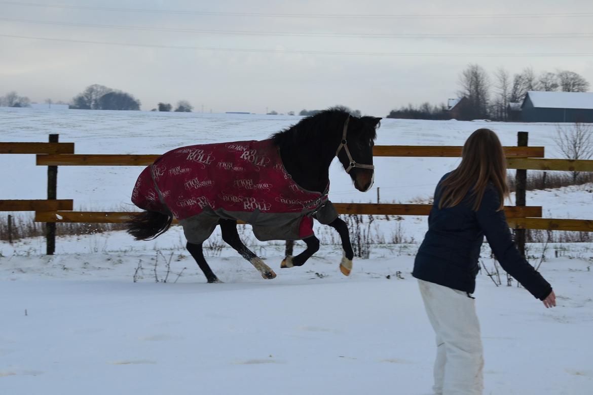 Hollandsk Sportspony Betje (Baby) - Se mig - Se mig :) billede 10