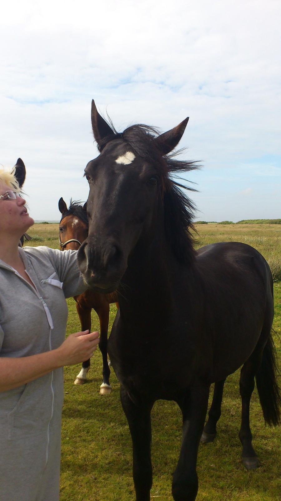 DSP Friis Mr Quick Step billede 13