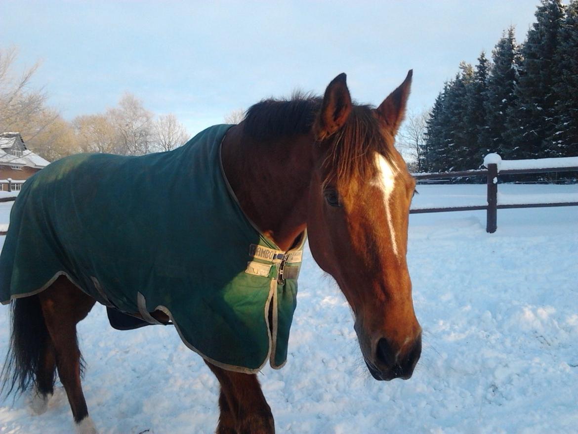 Dansk Varmblod Salter tranebo - December 2012 billede 19