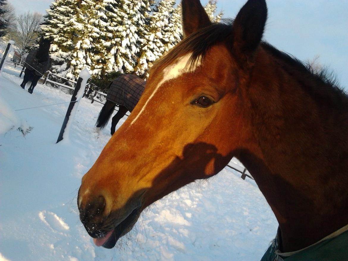 Dansk Varmblod Salter tranebo - December 2012 billede 20