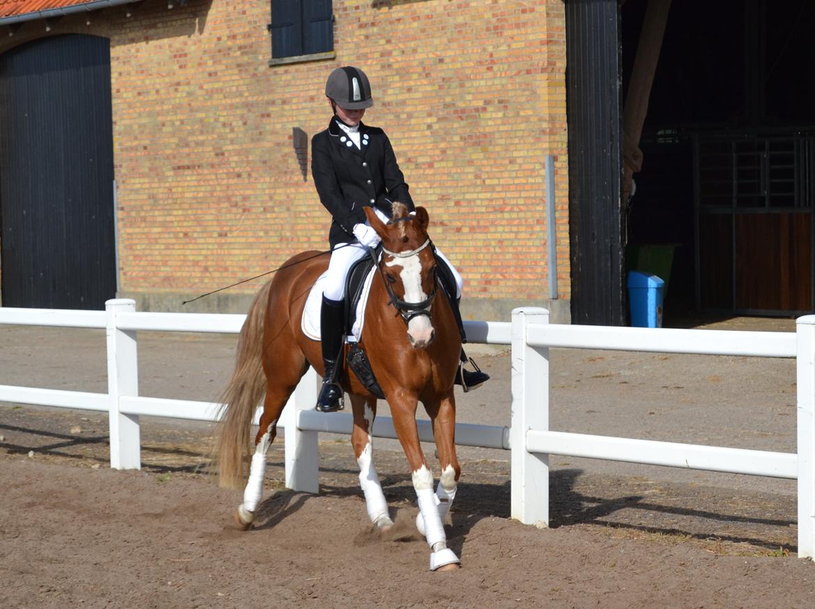 DSP Friis Jesse Bell B-PONY billede 11