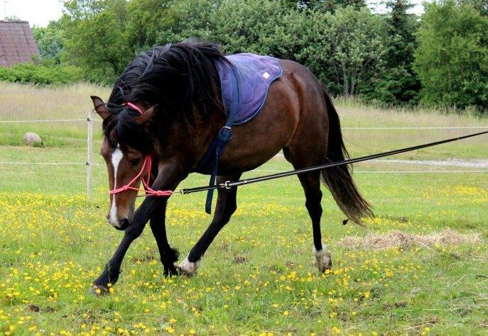 New Forest STEGSTEDGAARDS MICHELLINA("Mivsen") billede 3