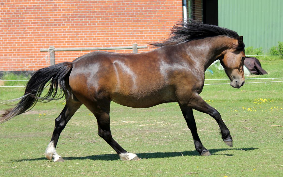 New Forest STEGSTEDGAARDS MICHELLINA("Mivsen") billede 11