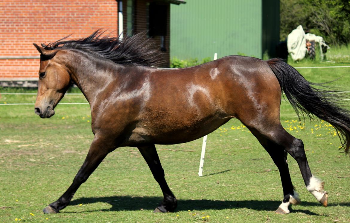 New Forest STEGSTEDGAARDS MICHELLINA("Mivsen") billede 12