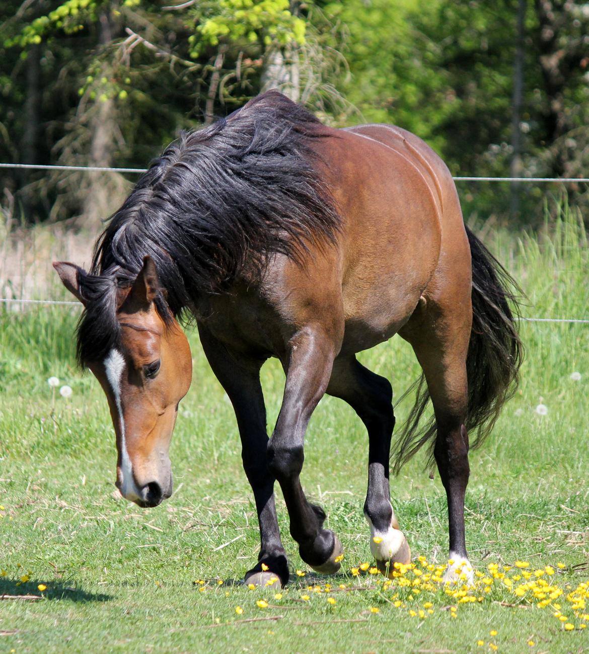 New Forest STEGSTEDGAARDS MICHELLINA("Mivsen") billede 13