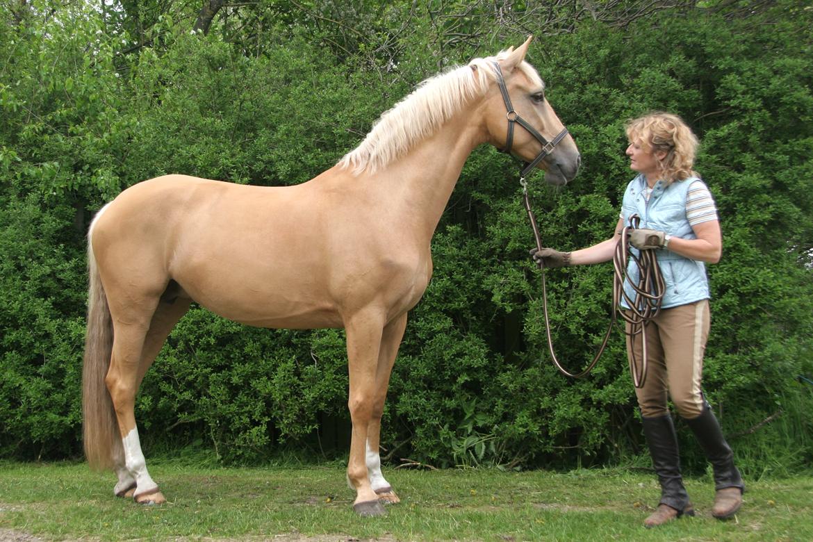 Palomino Stauslykkes Comtess - Comtess i 2010 første sommer jeg havde hende billede 1