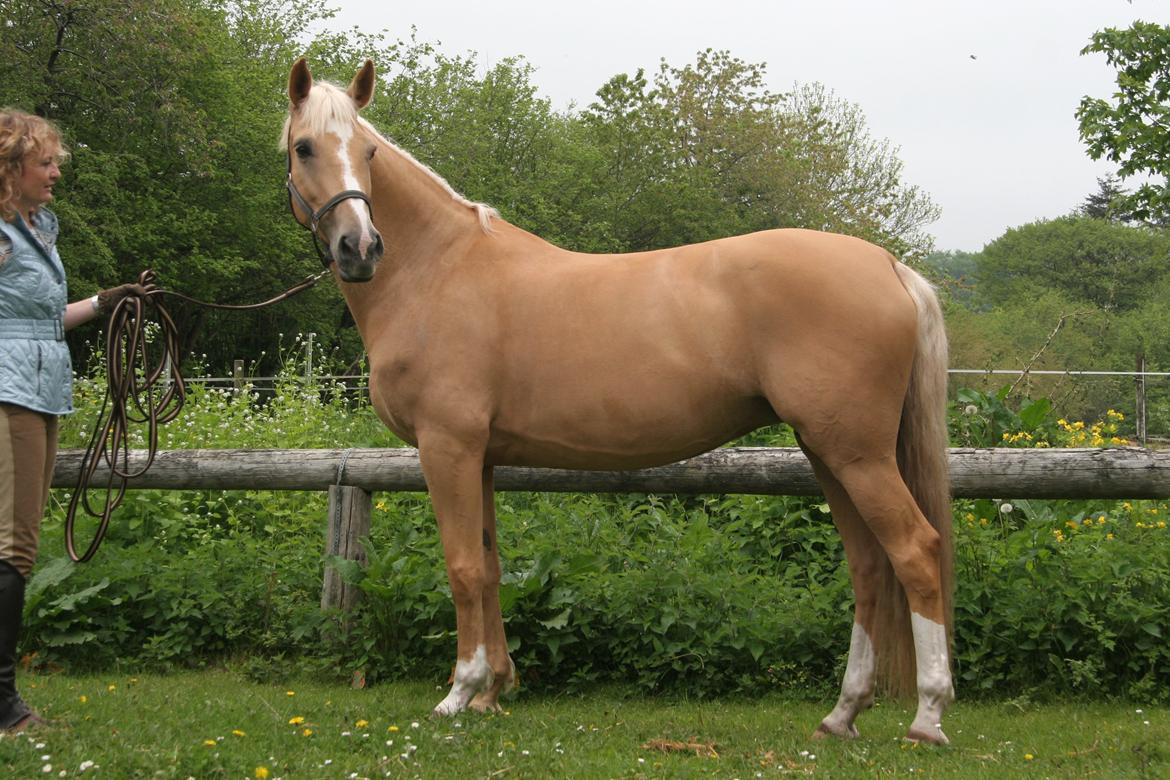 Palomino Stauslykkes Comtess billede 2