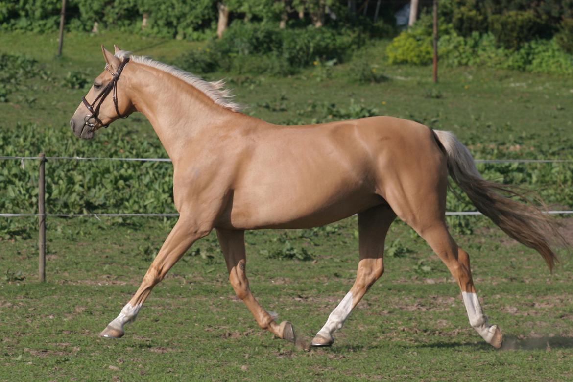 Palomino Stauslykkes Comtess billede 4