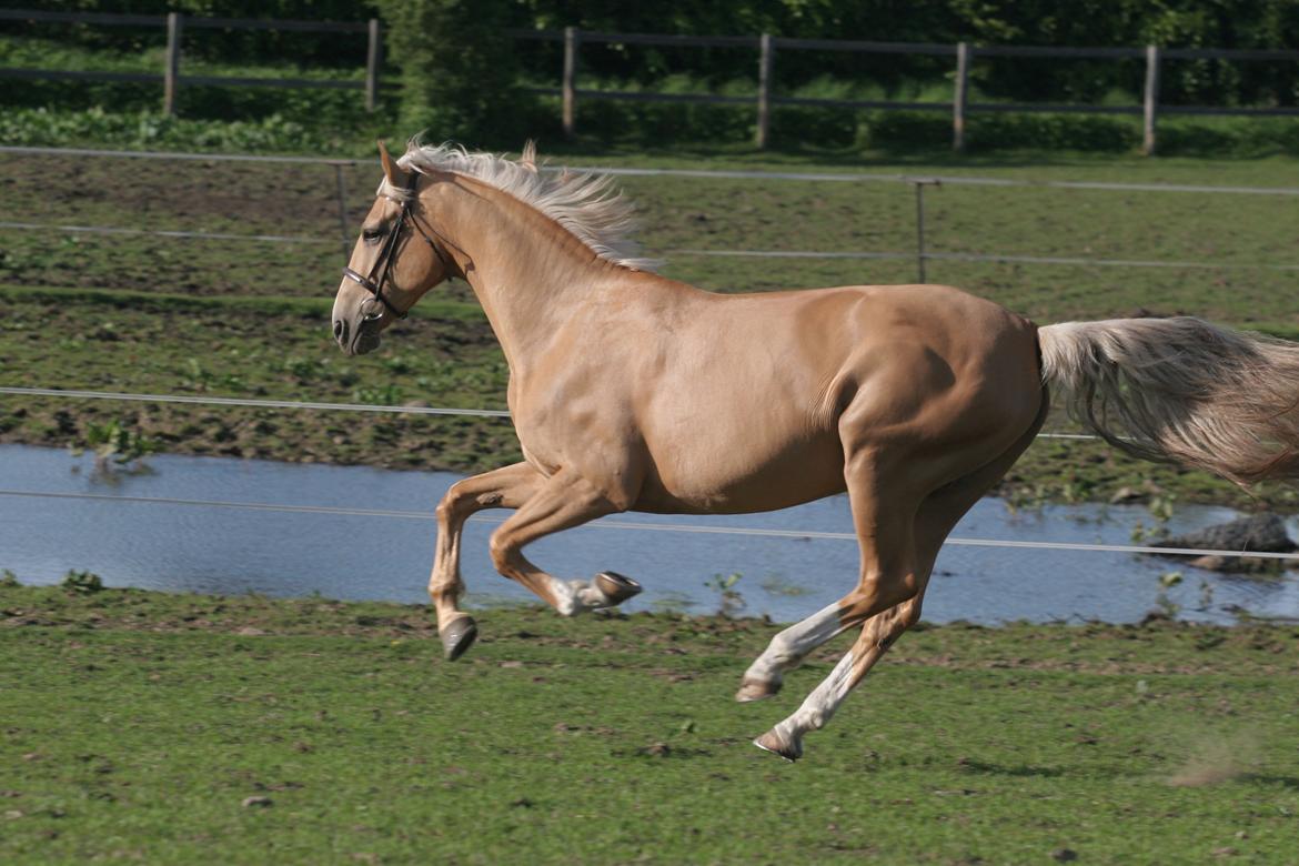 Palomino Stauslykkes Comtess billede 5