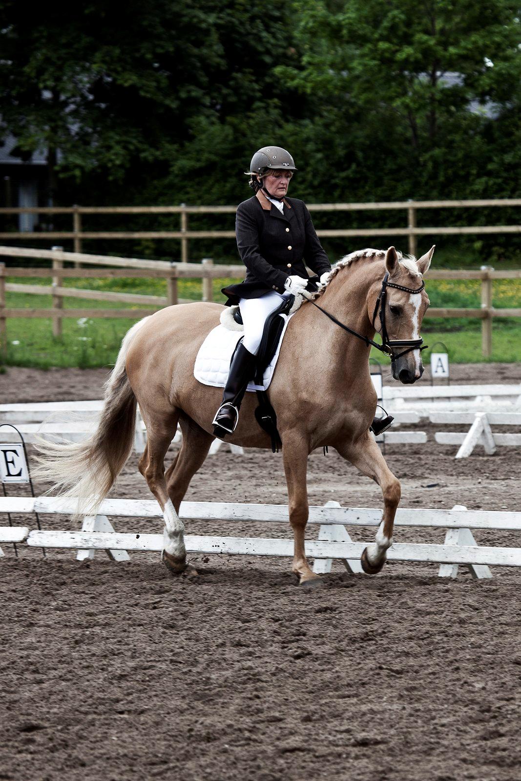 Palomino Stauslykkes Comtess - til stævne i 2012 LA1 billede 6