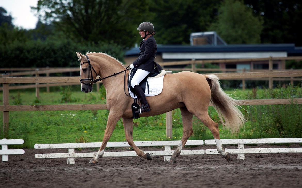 Palomino Stauslykkes Comtess billede 8