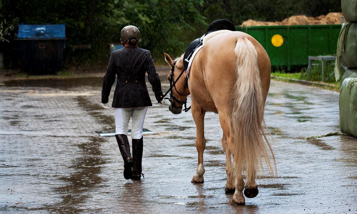 Palomino Stauslykkes Comtess - Så er vi færdige og på vej ind i tørvejr billede 10