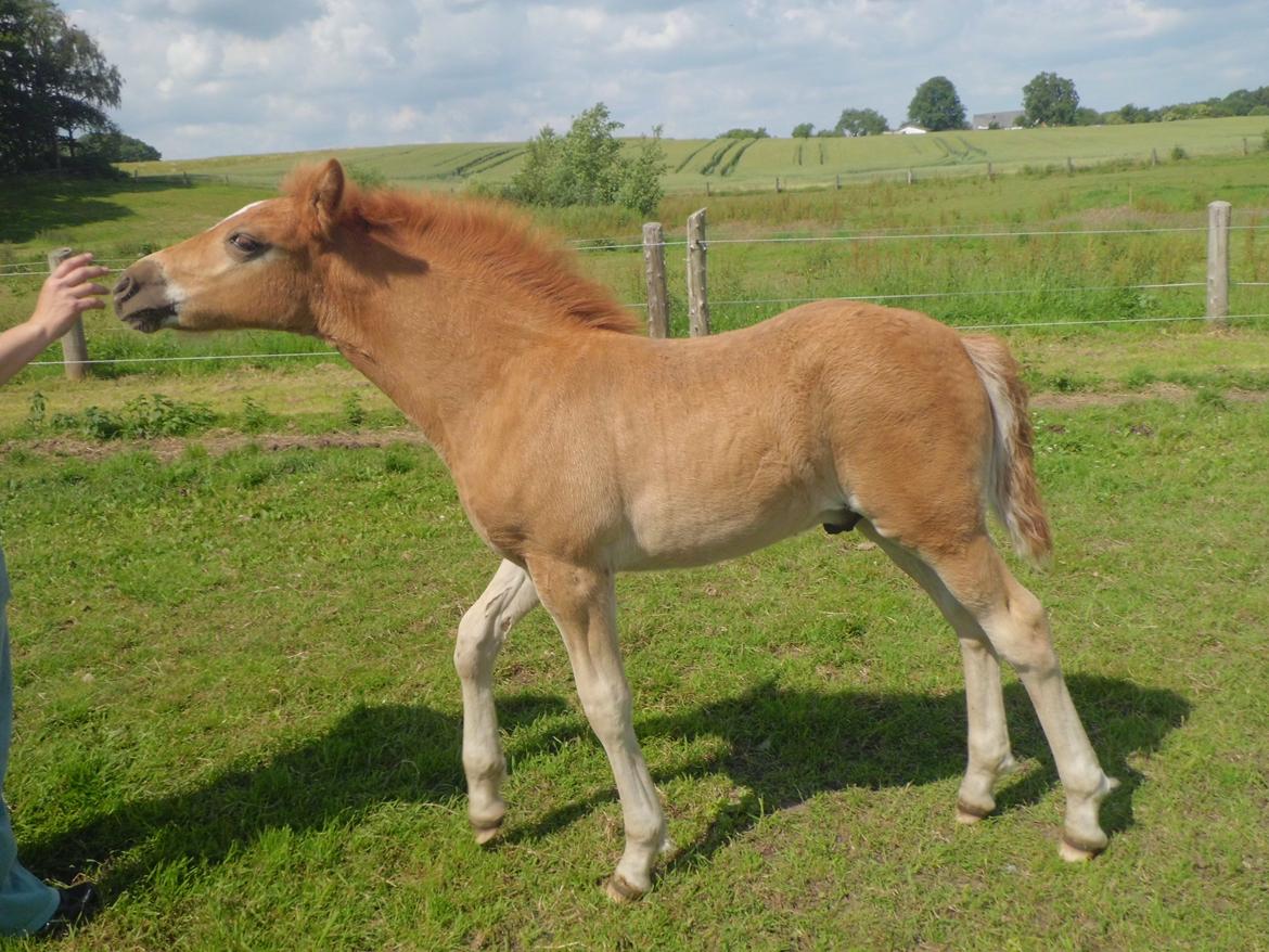 Anden særlig race Findus ( Lille Finn ) billede 10