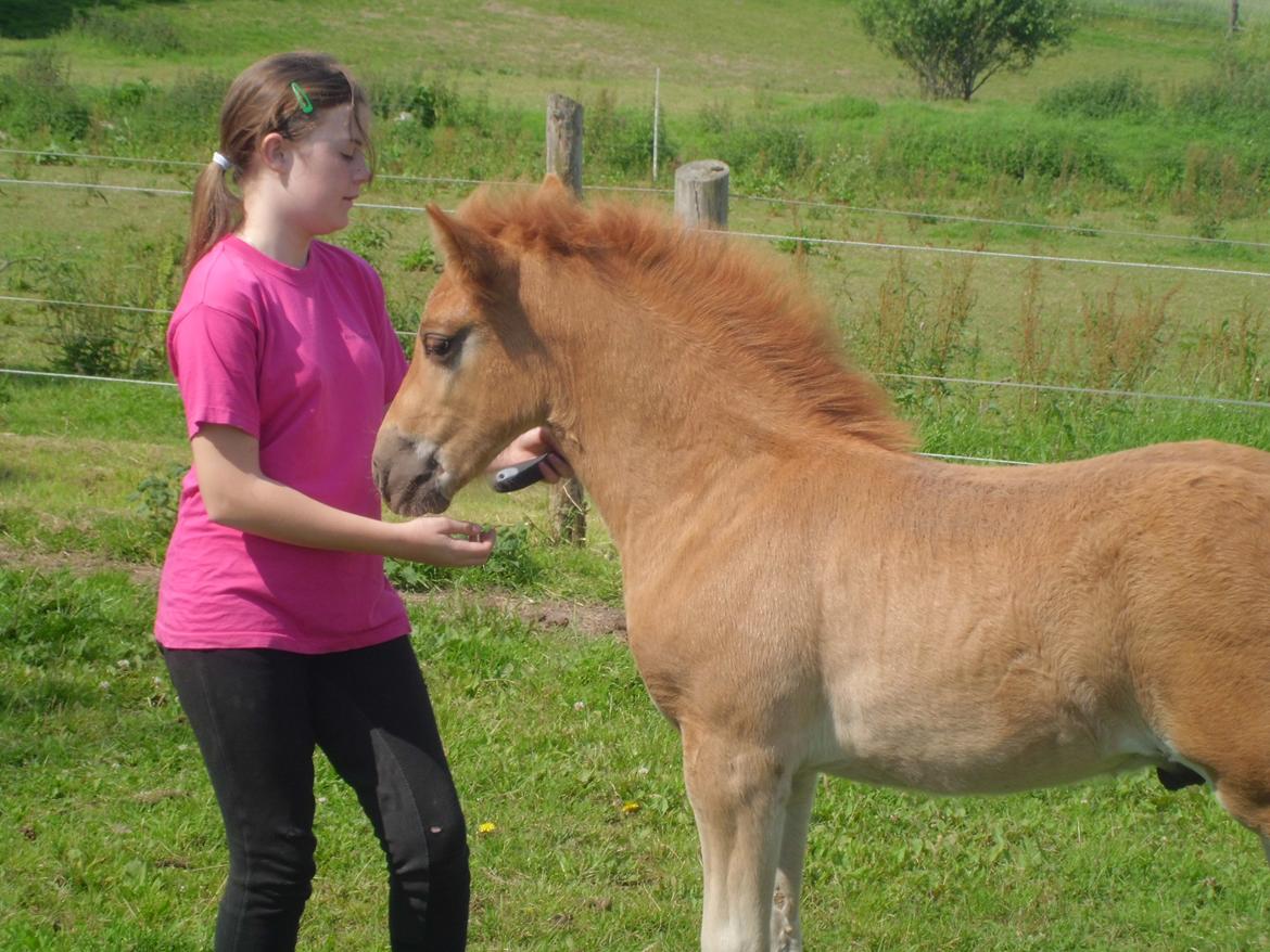 Anden særlig race Findus ( Lille Finn ) billede 11