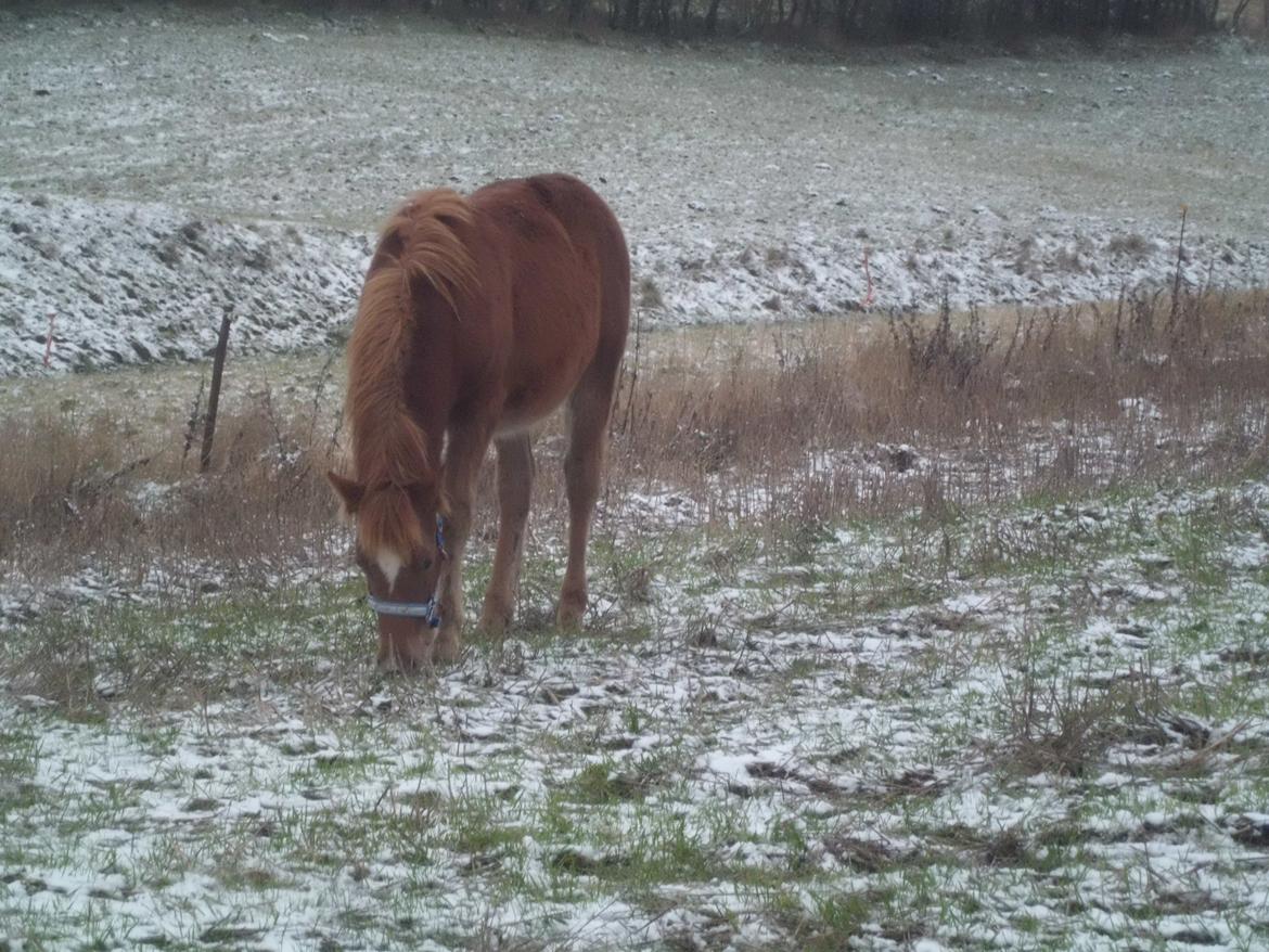 Anden særlig race Findus ( Lille Finn ) - Uf hvad er alt det der hvide for noget! Første gang FIndus ser sne :D billede 3