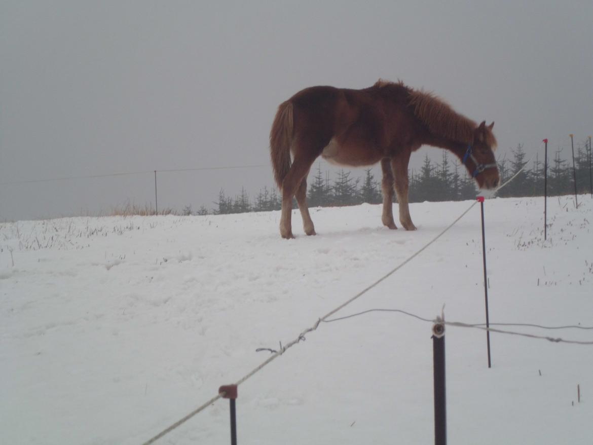 Anden særlig race Findus ( Lille Finn ) billede 14
