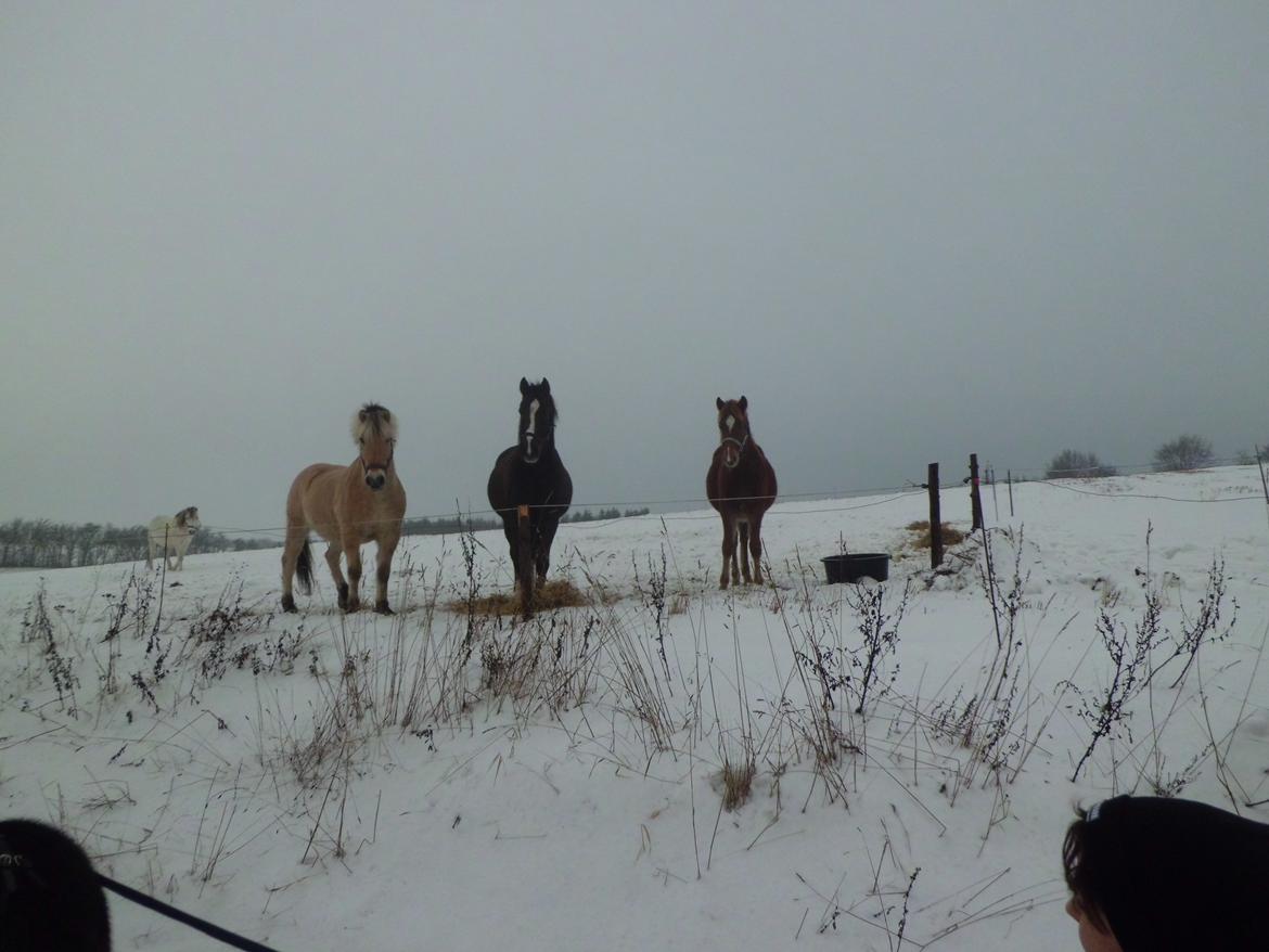 Anden særlig race Findus ( Lille Finn ) billede 15