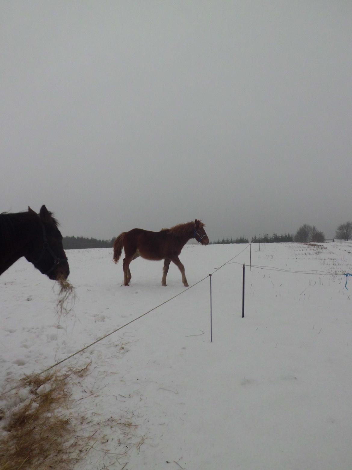 Anden særlig race Findus ( Lille Finn ) billede 13
