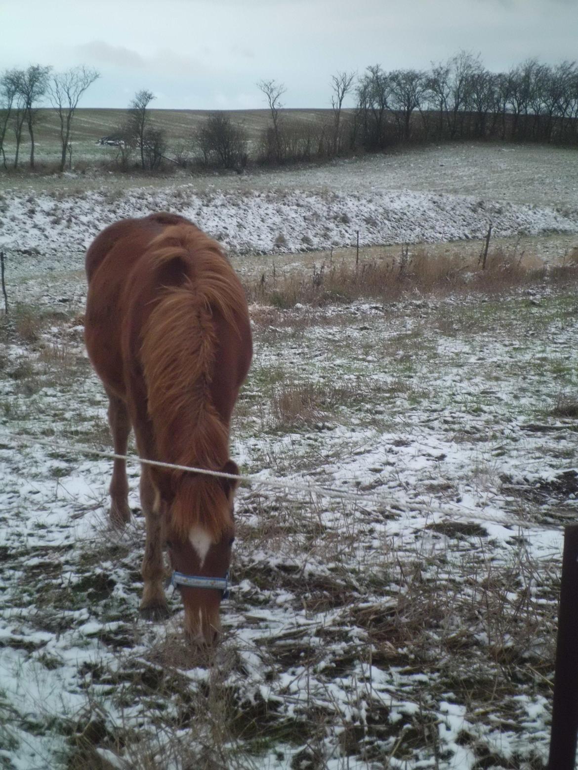 Anden særlig race Findus ( Lille Finn ) billede 12