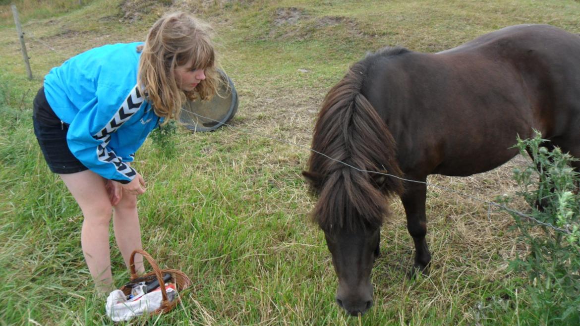 Shetlænder Musse - Da hun var nede på sommer græs  billede 3