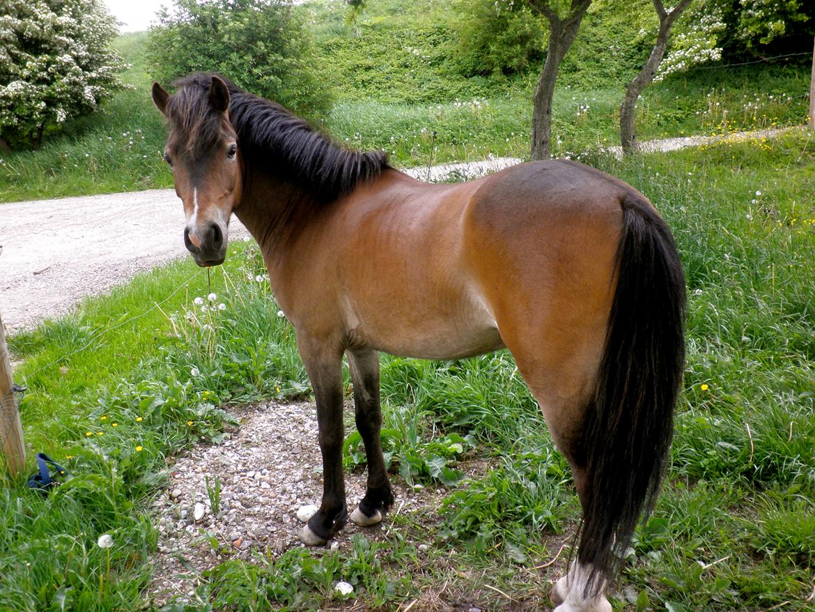 Anden særlig race Hansi *SOLGT* billede 9