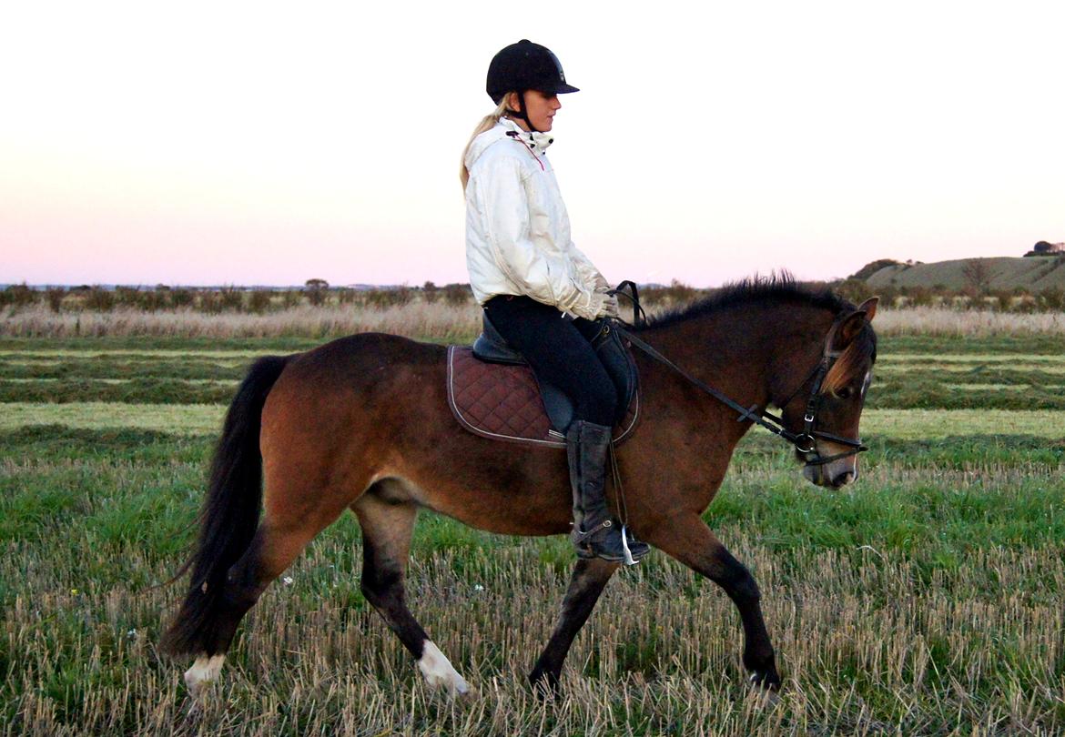 Anden særlig race Hansi *SOLGT* billede 10