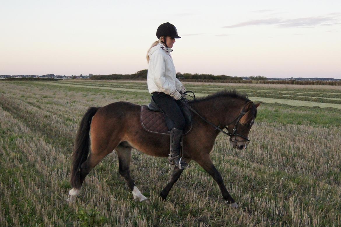Anden særlig race Hansi *SOLGT* billede 11