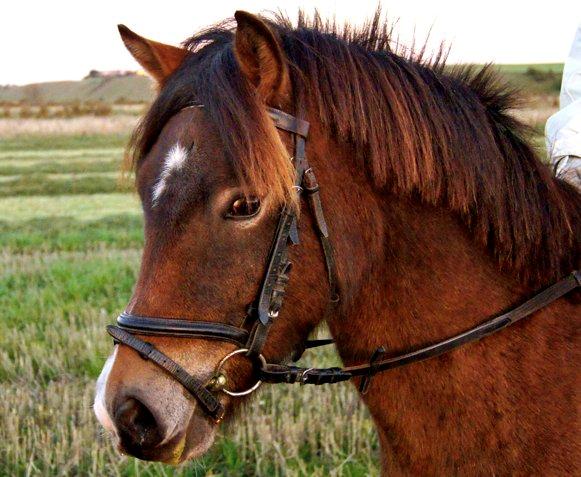 Anden særlig race Hansi *SOLGT* billede 12