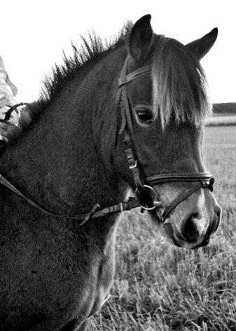 Anden særlig race Hansi *SOLGT* - Velkommen til Hansi :-)  billede 1