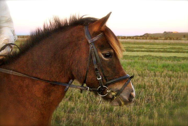 Anden særlig race Hansi *SOLGT* billede 13