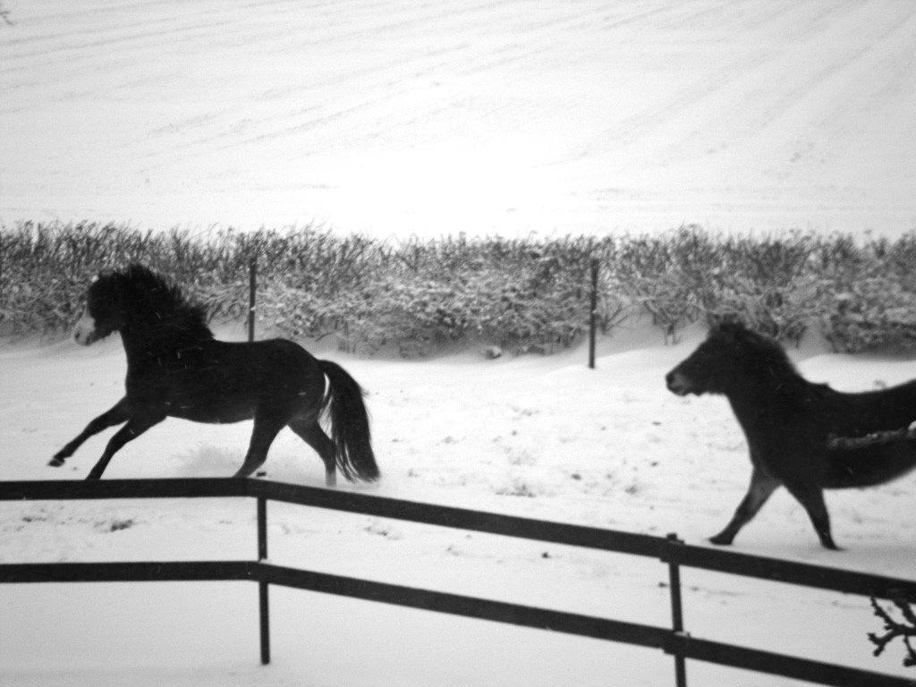 Welsh Pony (sec B) Korreborgs Bobbi *solgt* - Vinteren 2012 :-)  fantastiske heste billede 20