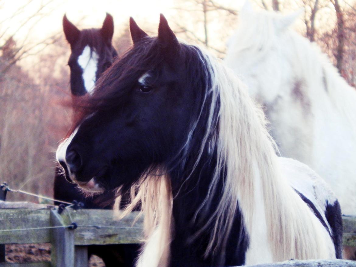 Irish Cob Miss Baley [Solgt] billede 1