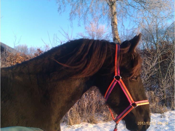 {{currentPhoto.altText}} billede {{currentPhoto.number}}