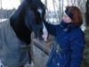 Welsh Cob (sec D) Regan (banditten ) solgt