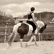 Anden særlig race Duo Pinottie