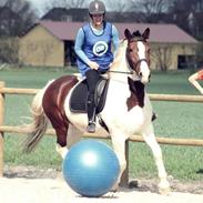 Anden særlig race Duo Pinottie