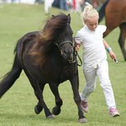 Shetlænder Sønderskovs Amira