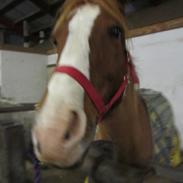 Welsh Cob (sec D) Star