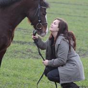 Welsh Pony af Cob-type (sec C) Gribsvads Ras (solgt)