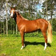 Welsh Partbred (Sec F) Sengana