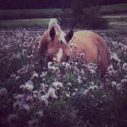 Welsh Cob (sec D) Anjershof Pearl