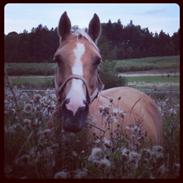 Welsh Cob (sec D) Anjershof Pearl