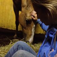 Welsh Cob (sec D) Anjershof Pearl