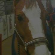 New Forest Tosca (tossen)