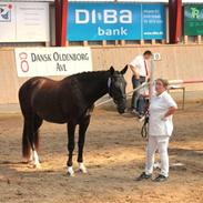 Oldenborg Horsebjerg Giovanna