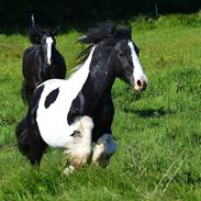 Irish Cob Troelsgaardens Sir Simon De Cantervill